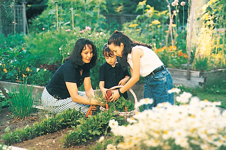 Acadia Park community garden plot, UBC.