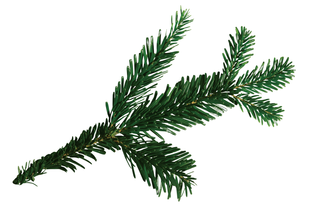 Douglas fir branch