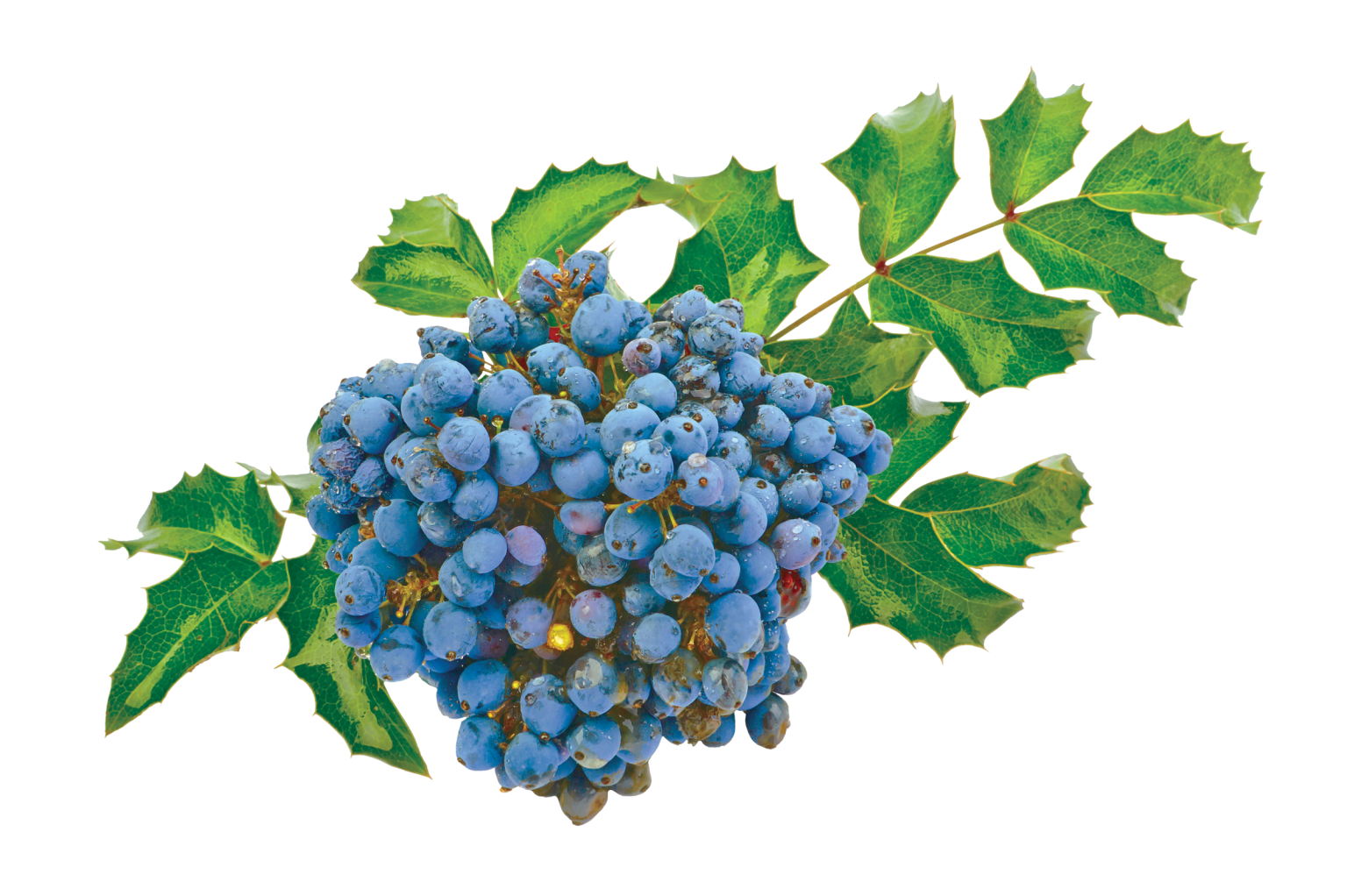 Dwarf Oregon Grape, blue berries with green leaves