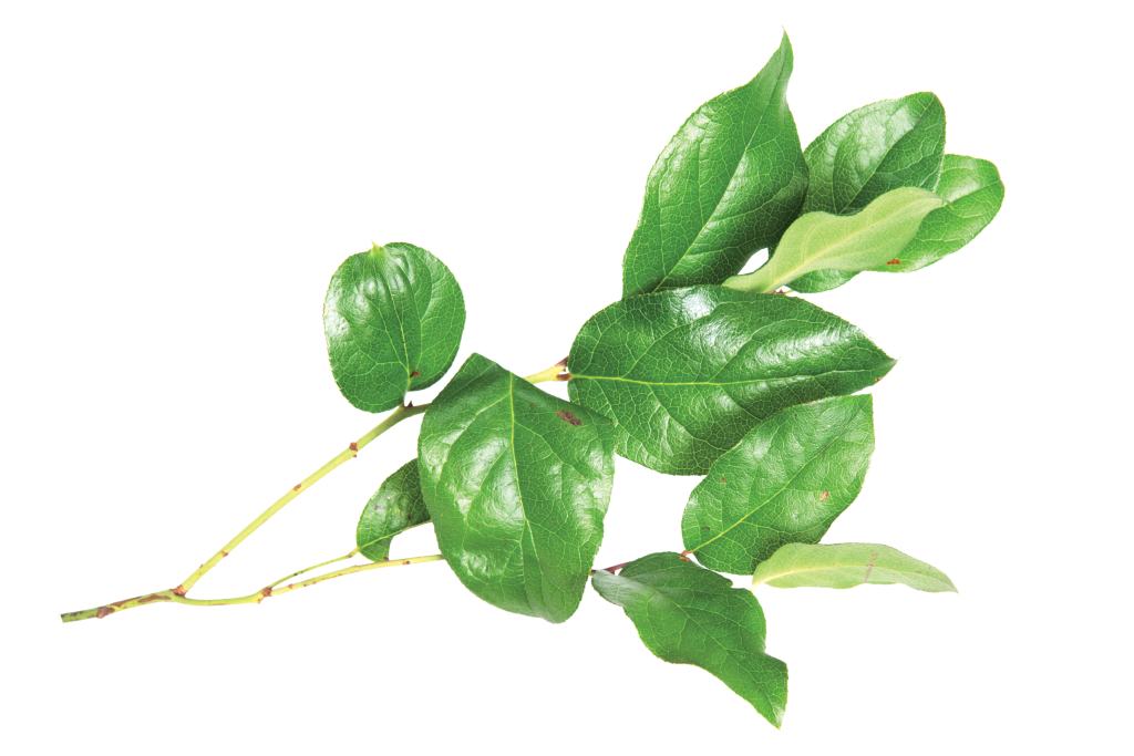 Dark green Salal leaves and light green stem