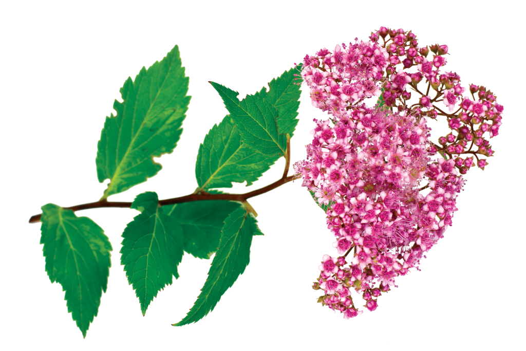Pink spirea blossoms with green leaves and stem