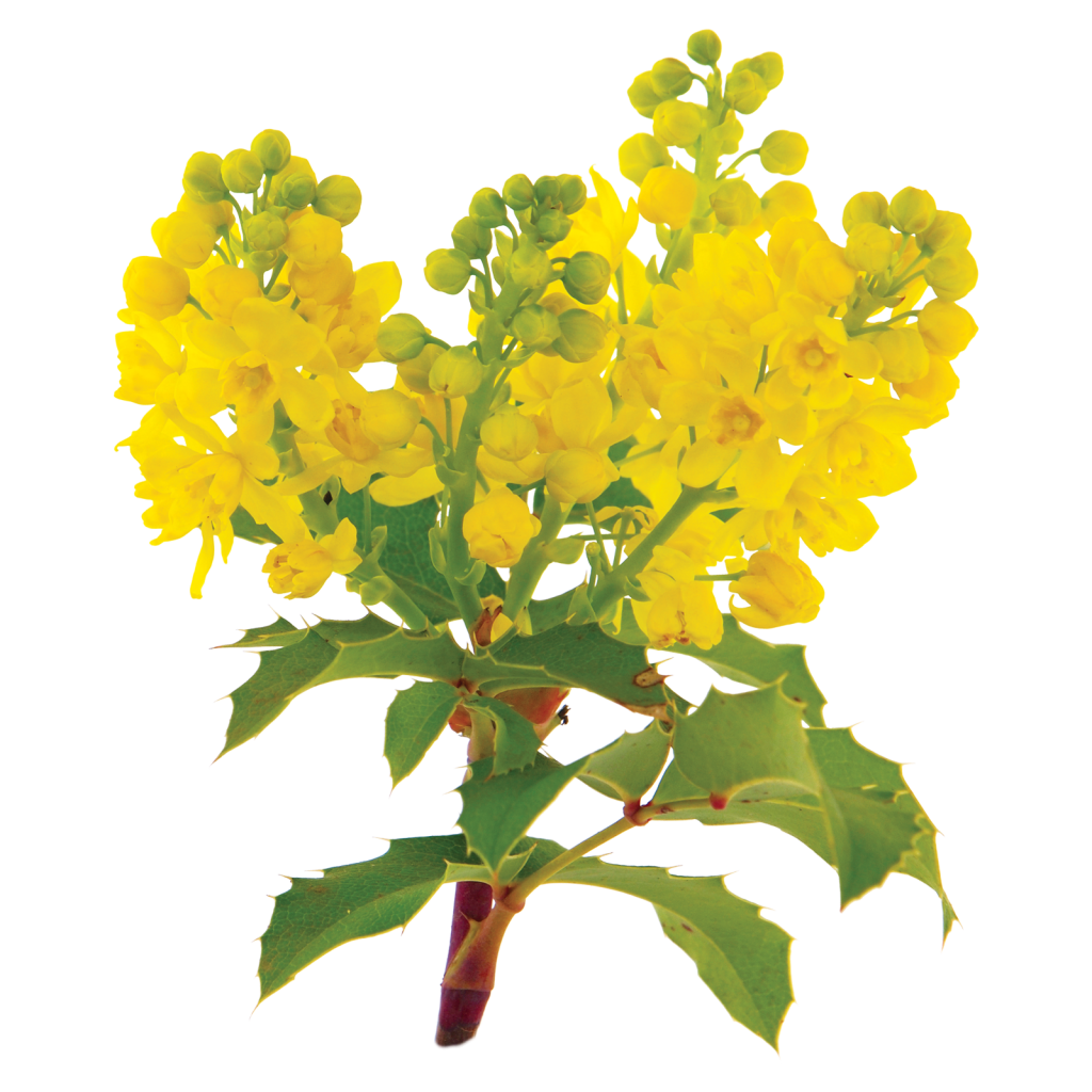 Tall Oregon Grape, yellow blossoms and green leaves